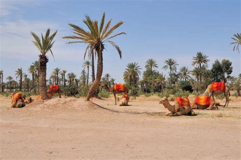 marrakesch patrique hermes|LA PALMERAIE, UN OASIS DE POLO .